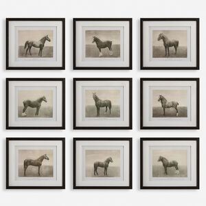 Equine Dynasty 15.88 X 13.88 inch Framed Prints, Set of 9