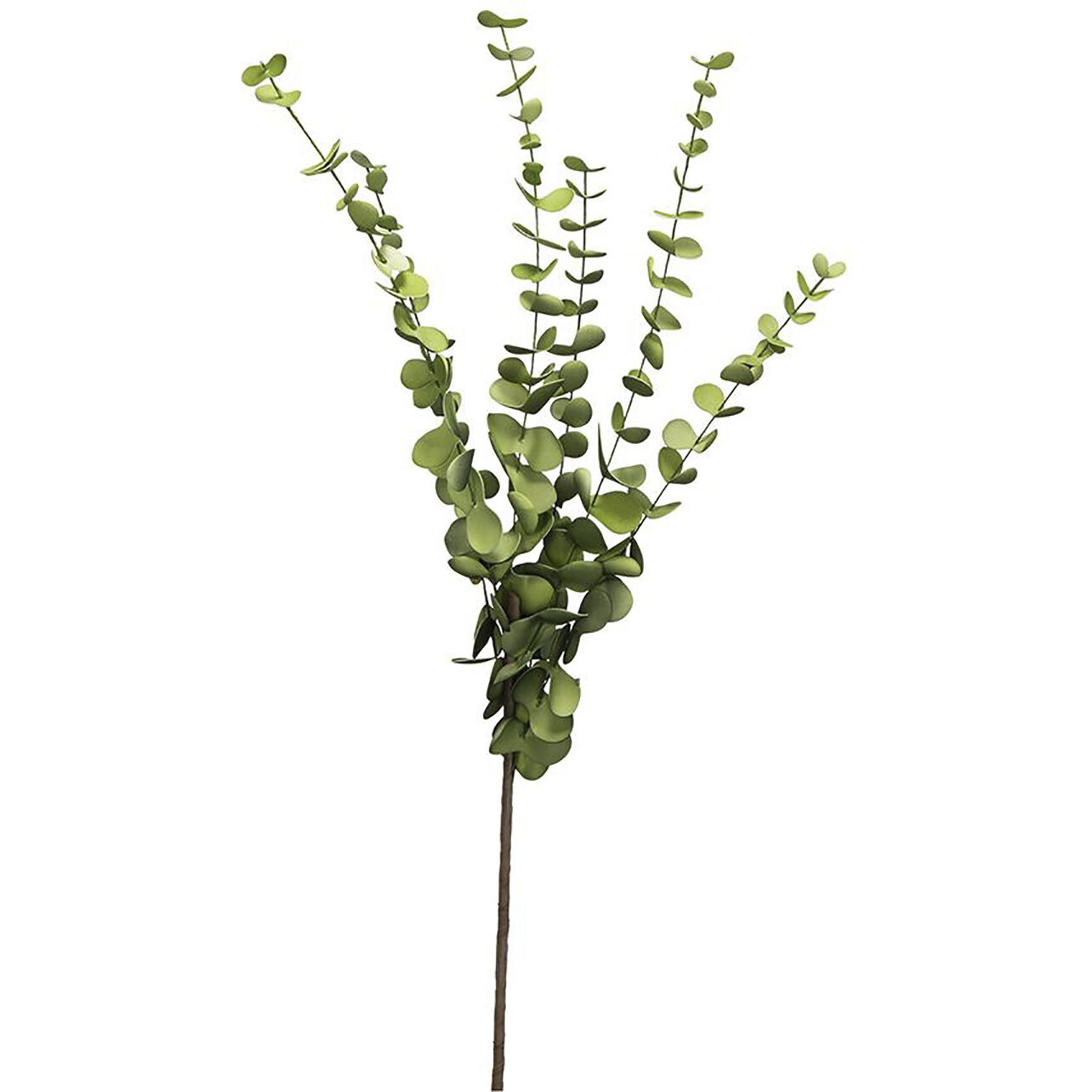 Eucalyptus Stem Green Botanical