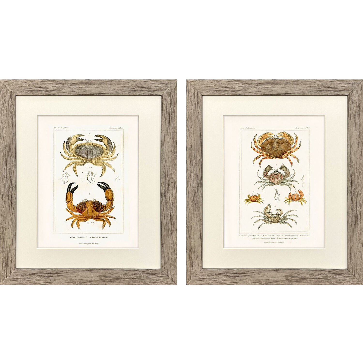 Antique Crab Brown and Neutral and Beige Framed Art, Propac