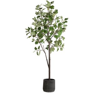Eden Green and Black Potted Fig Tree